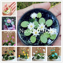 Load image into Gallery viewer, Sale 10 Pcs Mini Bowl lotus Bonsai Hydroponic Plants Aquatic Plants Seedsflower Pot Lotus Water Lily plant Bonsai Garden decor