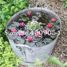 Load image into Gallery viewer, Sale 10 Pcs Mini Bowl lotus Bonsai Hydroponic Plants Aquatic Plants Seedsflower Pot Lotus Water Lily plant Bonsai Garden decor