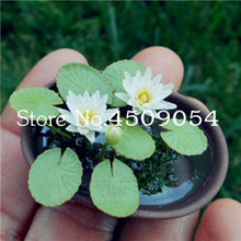 Load image into Gallery viewer, Sale 10 Pcs Mini Bowl lotus Bonsai Hydroponic Plants Aquatic Plants Seedsflower Pot Lotus Water Lily plant Bonsai Garden decor