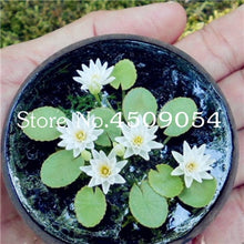 Load image into Gallery viewer, Sale 10 Pcs Mini Bowl lotus Bonsai Hydroponic Plants Aquatic Plants Seedsflower Pot Lotus Water Lily plant Bonsai Garden decor