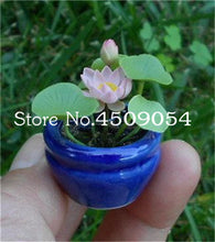 Load image into Gallery viewer, Sale 10 Pcs Mini Bowl lotus Bonsai Hydroponic Plants Aquatic Plants Seedsflower Pot Lotus Water Lily plant Bonsai Garden decor