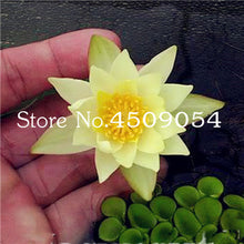 Load image into Gallery viewer, Sale 10 Pcs Mini Bowl lotus Bonsai Hydroponic Plants Aquatic Plants Seedsflower Pot Lotus Water Lily plant Bonsai Garden decor