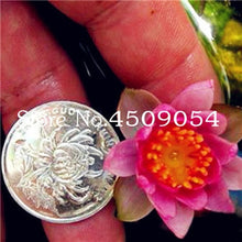 Load image into Gallery viewer, Sale 10 Pcs Mini Bowl lotus Bonsai Hydroponic Plants Aquatic Plants Seedsflower Pot Lotus Water Lily plant Bonsai Garden decor