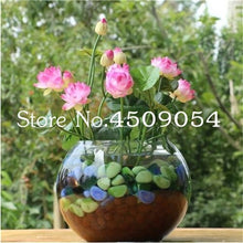 Load image into Gallery viewer, Sale 10 Pcs Mini Bowl lotus Bonsai Hydroponic Plants Aquatic Plants Seedsflower Pot Lotus Water Lily plant Bonsai Garden decor