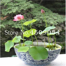 Load image into Gallery viewer, Sale 10 Pcs Mini Bowl lotus Bonsai Hydroponic Plants Aquatic Plants Seedsflower Pot Lotus Water Lily plant Bonsai Garden decor