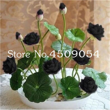 Load image into Gallery viewer, Sale 10 Pcs Mini Bowl lotus Bonsai Hydroponic Plants Aquatic Plants Seedsflower Pot Lotus Water Lily plant Bonsai Garden decor