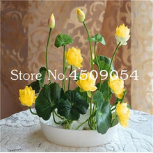 Load image into Gallery viewer, Sale 10 Pcs Mini Bowl lotus Bonsai Hydroponic Plants Aquatic Plants Seedsflower Pot Lotus Water Lily plant Bonsai Garden decor