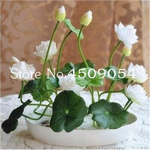 Load image into Gallery viewer, Sale 10 Pcs Mini Bowl lotus Bonsai Hydroponic Plants Aquatic Plants Seedsflower Pot Lotus Water Lily plant Bonsai Garden decor