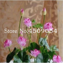 Load image into Gallery viewer, Sale 10 Pcs Mini Bowl lotus Bonsai Hydroponic Plants Aquatic Plants Seedsflower Pot Lotus Water Lily plant Bonsai Garden decor