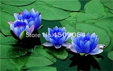 Load image into Gallery viewer, Sale 10 Pcs Mini Bowl lotus Bonsai Hydroponic Plants Aquatic Plants Seedsflower Pot Lotus Water Lily plant Bonsai Garden decor