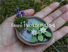 Load image into Gallery viewer, Sale 10 Pcs Mini Bowl lotus Bonsai Hydroponic Plants Aquatic Plants Seedsflower Pot Lotus Water Lily plant Bonsai Garden decor