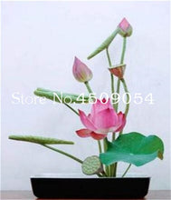 Load image into Gallery viewer, Sale 10 Pcs Mini Bowl lotus Bonsai Hydroponic Plants Aquatic Plants Seedsflower Pot Lotus Water Lily plant Bonsai Garden decor