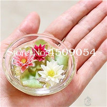Load image into Gallery viewer, Sale 10 Pcs Mini Bowl lotus Bonsai Hydroponic Plants Aquatic Plants Seedsflower Pot Lotus Water Lily plant Bonsai Garden decor