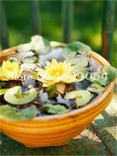 Load image into Gallery viewer, Sale 10 Pcs Mini Bowl lotus Bonsai Hydroponic Plants Aquatic Plants Seedsflower Pot Lotus Water Lily plant Bonsai Garden decor