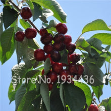 Load image into Gallery viewer, 30 Pcs America Cherry Organic Fruit Plantas Bonsai Sweet Cherries Frutas Tree Grove Mini Garden Decoration Plantas Tropicales