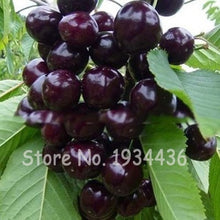Load image into Gallery viewer, 30 Pcs America Cherry Organic Fruit Plantas Bonsai Sweet Cherries Frutas Tree Grove Mini Garden Decoration Plantas Tropicales