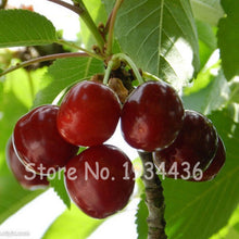 Load image into Gallery viewer, 30 Pcs America Cherry Organic Fruit Plantas Bonsai Sweet Cherries Frutas Tree Grove Mini Garden Decoration Plantas Tropicales