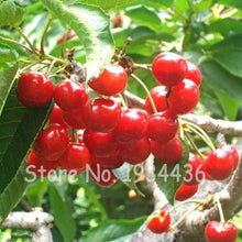 Load image into Gallery viewer, 30 Pcs America Cherry Organic Fruit Plantas Bonsai Sweet Cherries Frutas Tree Grove Mini Garden Decoration Plantas Tropicales