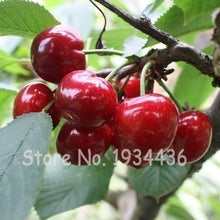 Load image into Gallery viewer, 30 Pcs America Cherry Organic Fruit Plantas Bonsai Sweet Cherries Frutas Tree Grove Mini Garden Decoration Plantas Tropicales