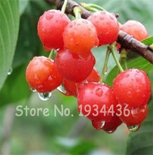 Load image into Gallery viewer, 30 Pcs America Cherry Organic Fruit Plantas Bonsai Sweet Cherries Frutas Tree Grove Mini Garden Decoration Plantas Tropicales