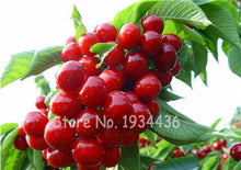 Load image into Gallery viewer, 30 Pcs America Cherry Organic Fruit Plantas Bonsai Sweet Cherries Frutas Tree Grove Mini Garden Decoration Plantas Tropicales