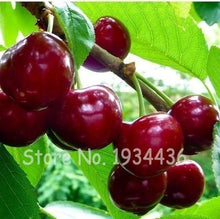Load image into Gallery viewer, 30 Pcs America Cherry Organic Fruit Plantas Bonsai Sweet Cherries Frutas Tree Grove Mini Garden Decoration Plantas Tropicales