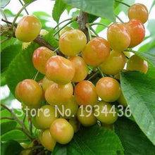 Load image into Gallery viewer, 30 Pcs America Cherry Organic Fruit Plantas Bonsai Sweet Cherries Frutas Tree Grove Mini Garden Decoration Plantas Tropicales