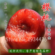 Load image into Gallery viewer, 30 Pcs America Cherry Organic Fruit Plantas Bonsai Sweet Cherries Frutas Tree Grove Mini Garden Decoration Plantas Tropicales
