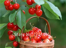 Load image into Gallery viewer, 30 Pcs America Cherry Organic Fruit Plantas Bonsai Sweet Cherries Frutas Tree Grove Mini Garden Decoration Plantas Tropicales