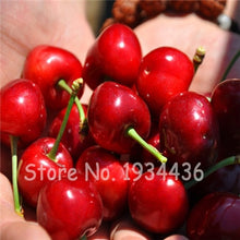 Load image into Gallery viewer, 30 Pcs America Cherry Organic Fruit Plantas Bonsai Sweet Cherries Frutas Tree Grove Mini Garden Decoration Plantas Tropicales