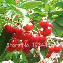 Load image into Gallery viewer, 30 Pcs America Cherry Organic Fruit Plantas Bonsai Sweet Cherries Frutas Tree Grove Mini Garden Decoration Plantas Tropicales