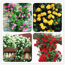 Load image into Gallery viewer, Rare Climbing Rose Bonsai Perennial Flowers Garden Decoration 50Pcs Fence Shed Roses Flower Bonsai Semillas De Plantas De Flores