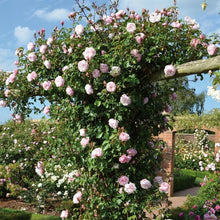 Load image into Gallery viewer, Rare Climbing Rose Bonsai Perennial Flowers Garden Decoration 50Pcs Fence Shed Roses Flower Bonsai Semillas De Plantas De Flores