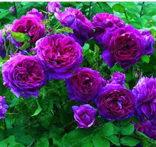 Load image into Gallery viewer, Rare Climbing Rose Bonsai Perennial Flowers Garden Decoration 50Pcs Fence Shed Roses Flower Bonsai Semillas De Plantas De Flores