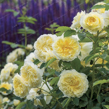 Load image into Gallery viewer, Rare Climbing Rose Bonsai Perennial Flowers Garden Decoration 50Pcs Fence Shed Roses Flower Bonsai Semillas De Plantas De Flores