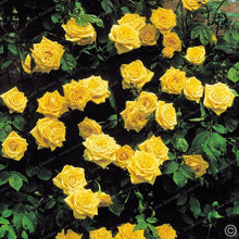 Load image into Gallery viewer, Rare Climbing Rose Bonsai Perennial Flowers Garden Decoration 50Pcs Fence Shed Roses Flower Bonsai Semillas De Plantas De Flores