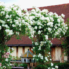 Load image into Gallery viewer, Rare Climbing Rose Bonsai Perennial Flowers Garden Decoration 50Pcs Fence Shed Roses Flower Bonsai Semillas De Plantas De Flores