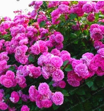 Load image into Gallery viewer, Rare Climbing Rose Bonsai Perennial Flowers Garden Decoration 50Pcs Fence Shed Roses Flower Bonsai Semillas De Plantas De Flores