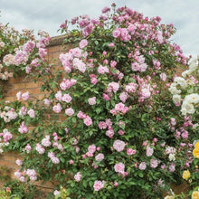 Load image into Gallery viewer, Rare Climbing Rose Bonsai Perennial Flowers Garden Decoration 50Pcs Fence Shed Roses Flower Bonsai Semillas De Plantas De Flores