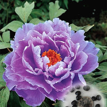 Load image into Gallery viewer, 20 pcs / bag Bonsai Rare Chinese Peony Planting Greenery Flowers Outdoor Terrace Courtyard Paeonia Flower for Home Garden Decor