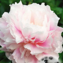 Load image into Gallery viewer, 20 pcs / bag Bonsai Rare Chinese Peony Planting Greenery Flowers Outdoor Terrace Courtyard Paeonia Flower for Home Garden Decor