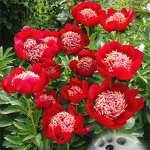 Load image into Gallery viewer, 20 pcs / bag Bonsai Rare Chinese Peony Planting Greenery Flowers Outdoor Terrace Courtyard Paeonia Flower for Home Garden Decor