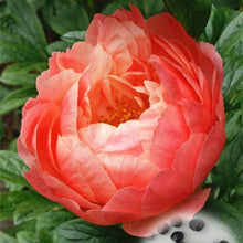 Load image into Gallery viewer, 20 pcs / bag Bonsai Rare Chinese Peony Planting Greenery Flowers Outdoor Terrace Courtyard Paeonia Flower for Home Garden Decor