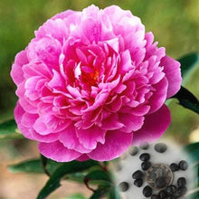 Load image into Gallery viewer, 20 pcs / bag Bonsai Rare Chinese Peony Planting Greenery Flowers Outdoor Terrace Courtyard Paeonia Flower for Home Garden Decor