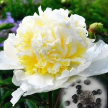 Load image into Gallery viewer, 20 pcs / bag Bonsai Rare Chinese Peony Planting Greenery Flowers Outdoor Terrace Courtyard Paeonia Flower for Home Garden Decor