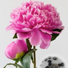 Load image into Gallery viewer, 20 pcs / bag Bonsai Rare Chinese Peony Planting Greenery Flowers Outdoor Terrace Courtyard Paeonia Flower for Home Garden Decor