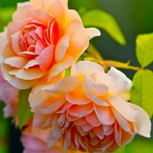 Load image into Gallery viewer, 20 pcs / bag Bonsai Rare Chinese Peony Planting Greenery Flowers Outdoor Terrace Courtyard Paeonia Flower for Home Garden Decor