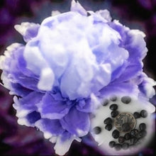 Load image into Gallery viewer, 20 pcs / bag Bonsai Rare Chinese Peony Planting Greenery Flowers Outdoor Terrace Courtyard Paeonia Flower for Home Garden Decor