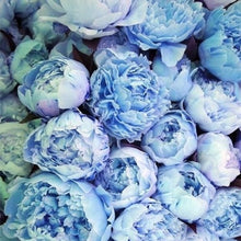 Load image into Gallery viewer, 20 pcs / bag Bonsai Rare Chinese Peony Planting Greenery Flowers Outdoor Terrace Courtyard Paeonia Flower for Home Garden Decor