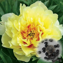 Load image into Gallery viewer, 20 pcs / bag Bonsai Rare Chinese Peony Planting Greenery Flowers Outdoor Terrace Courtyard Paeonia Flower for Home Garden Decor